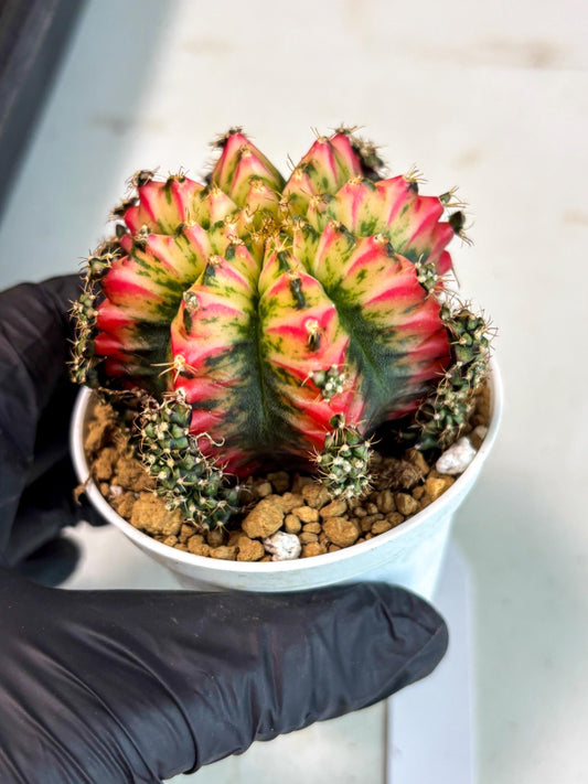 Gymnocalycium Multicolor (gy16) (r4) | Special Hybrid cactus