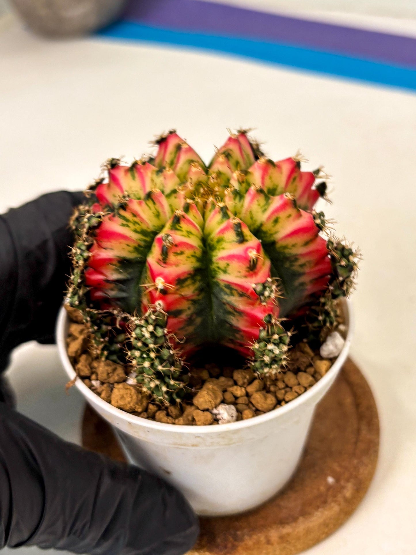 Gymnocalycium Multicolor (gy16) (r4) | Special Hybrid cactus