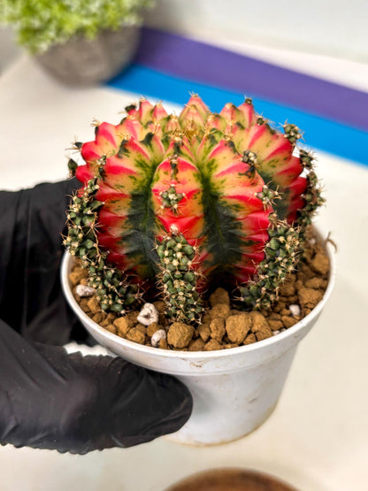 Gymnocalycium Multicolor (gy16) (r4) | Special Hybrid cactus
