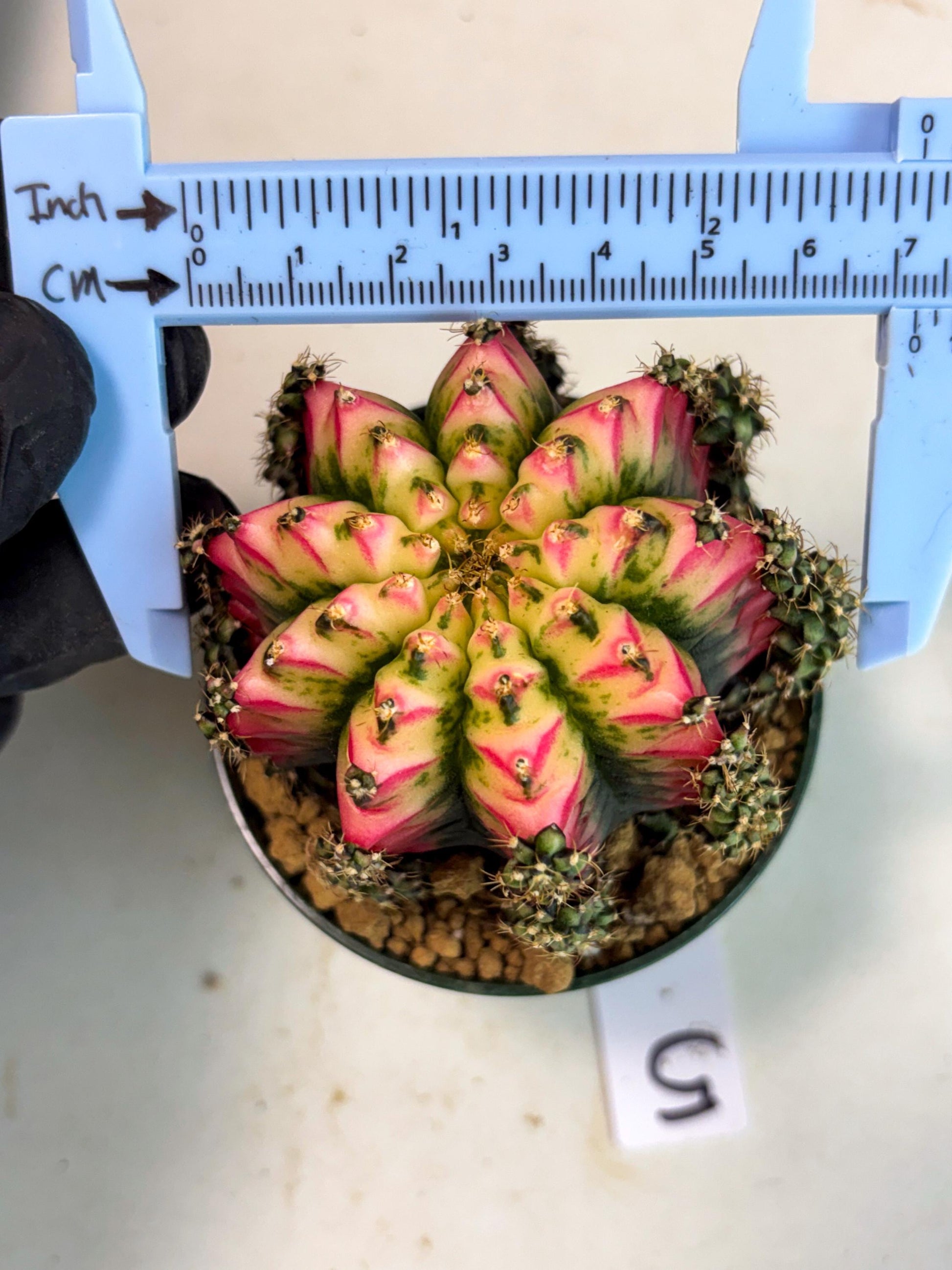 Gymnocalycium Multicolor (gy16) (r5) | Special Hybrid cactus