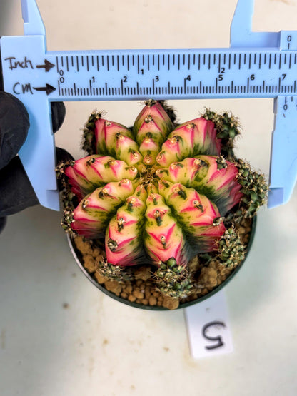 Gymnocalycium Multicolor (gy16) (r5) | Special Hybrid cactus