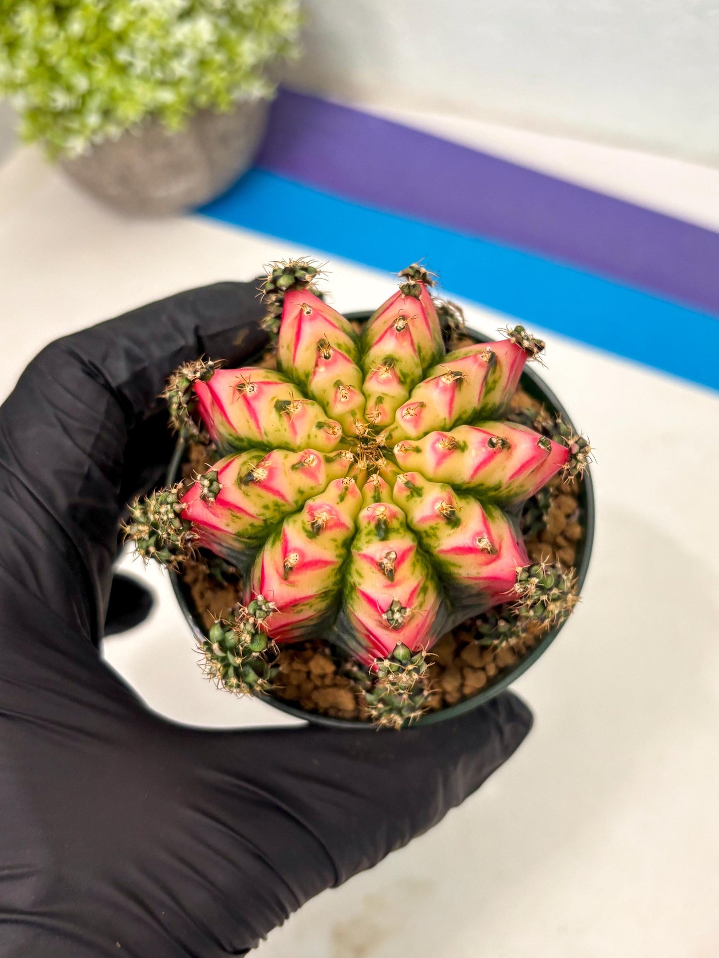 Gymnocalycium Multicolor (gy16) (r5) | Special Hybrid cactus