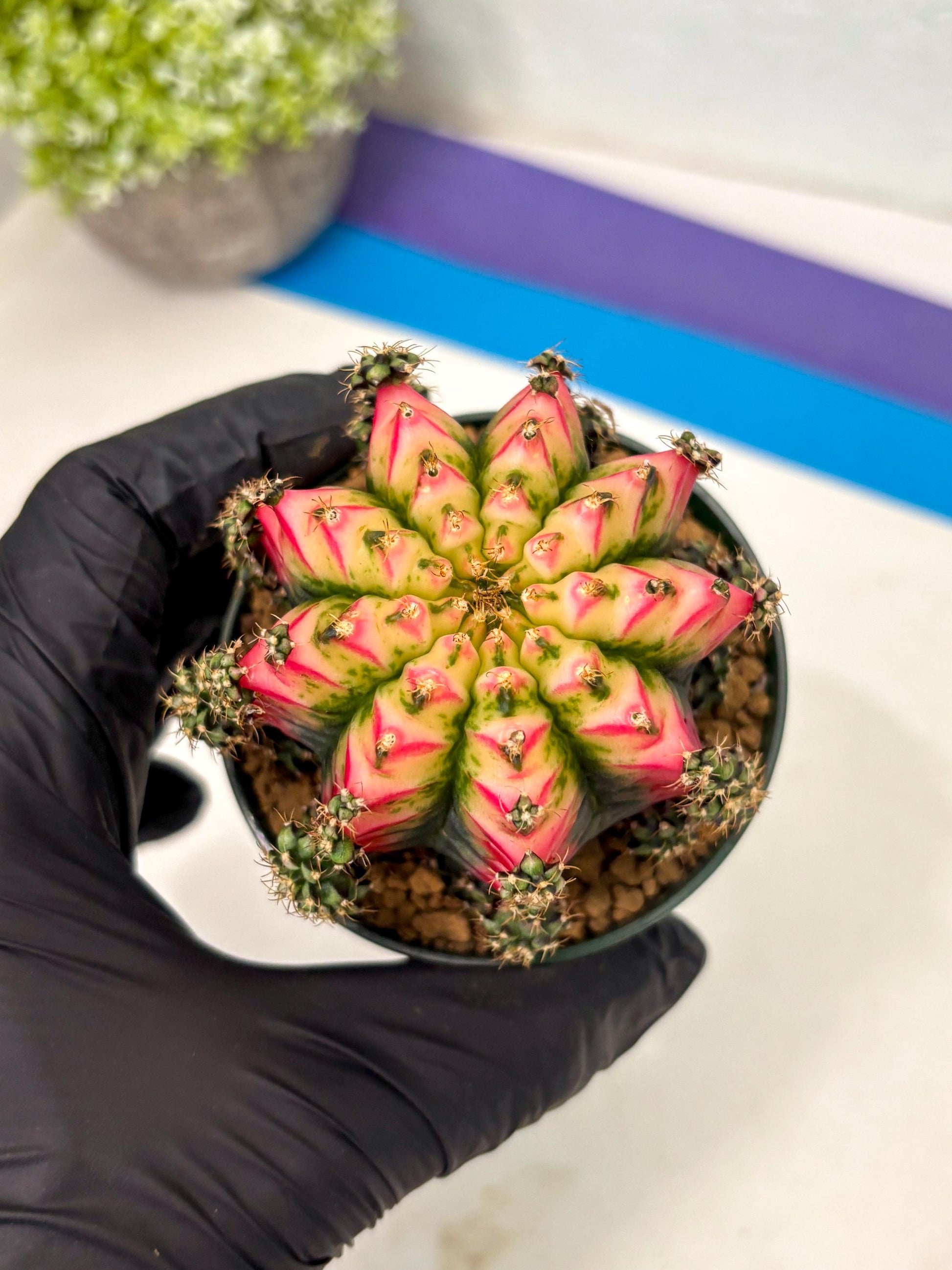 Gymnocalycium Multicolor (gy16) (r5) | Special Hybrid cactus