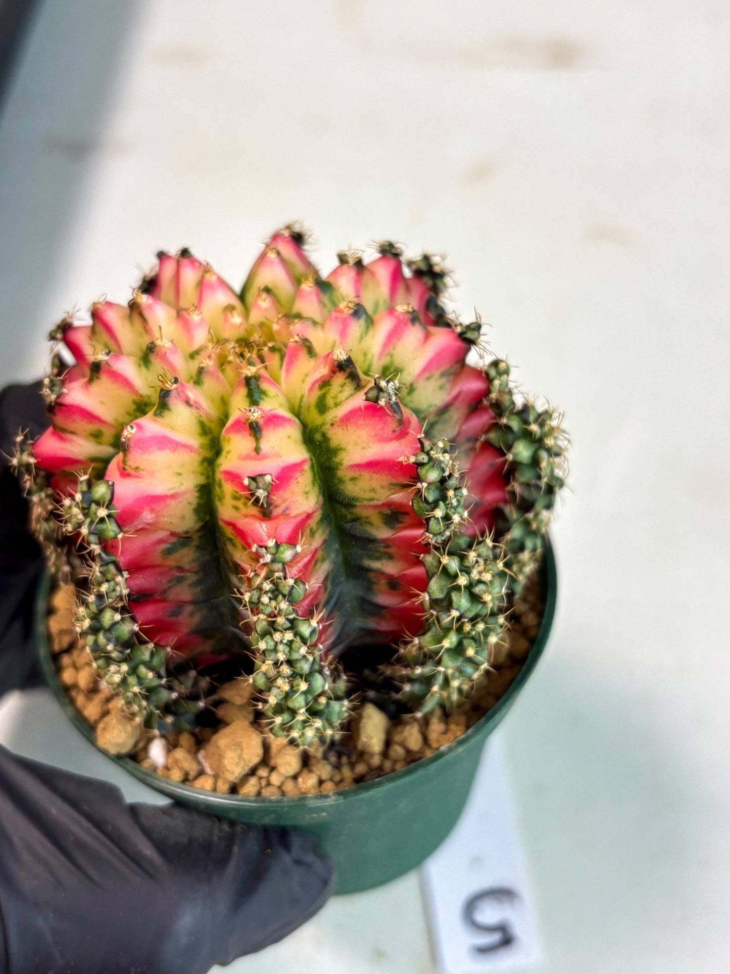 Gymnocalycium Multicolor (gy16) (r5) | Special Hybrid cactus
