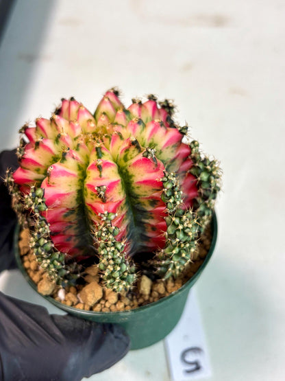 Gymnocalycium Multicolor (gy16) (r5) | Special Hybrid cactus