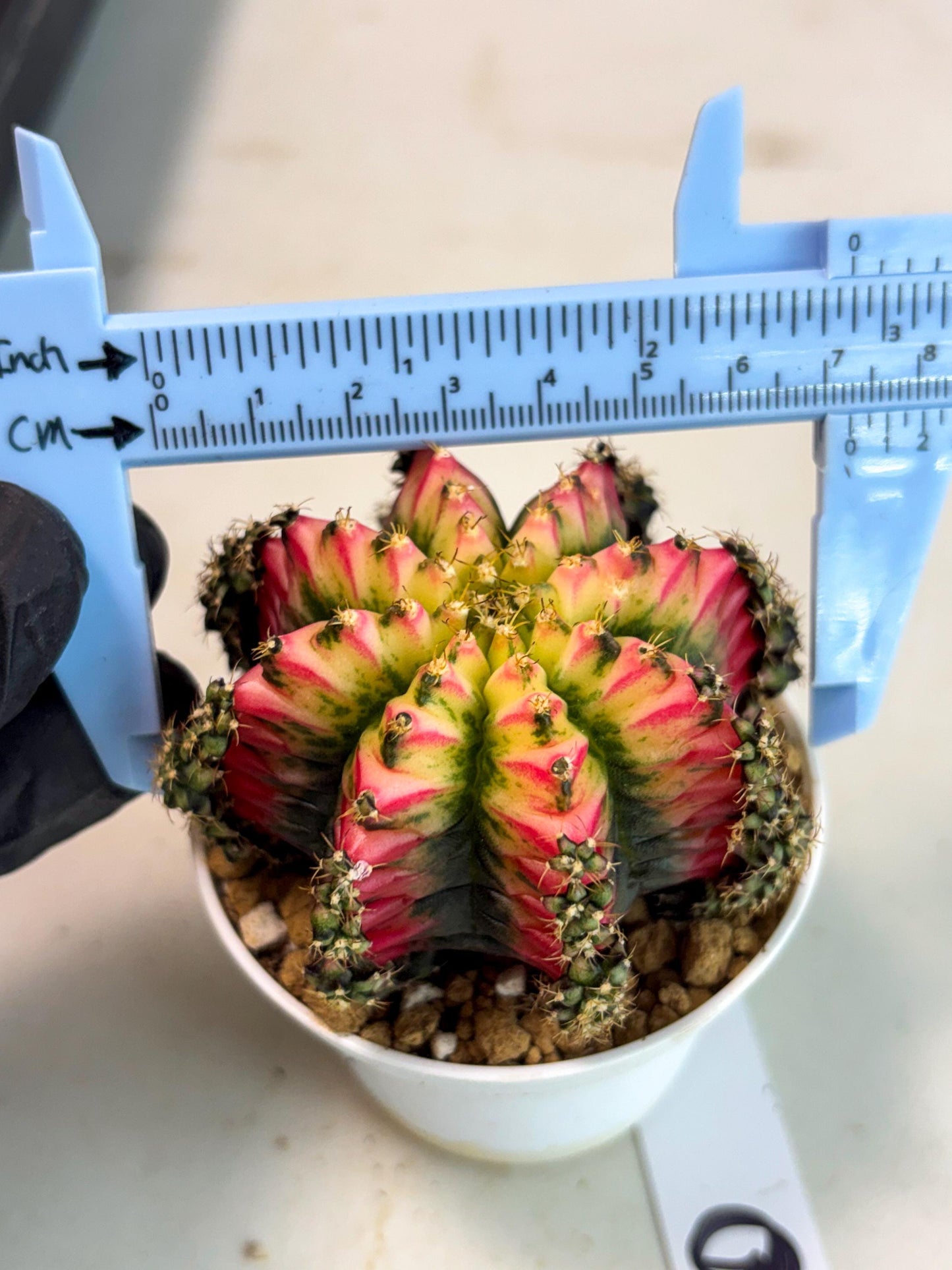 Gymnocalycium Multicolor (gy16) (r6) | Special Hybrid cactus