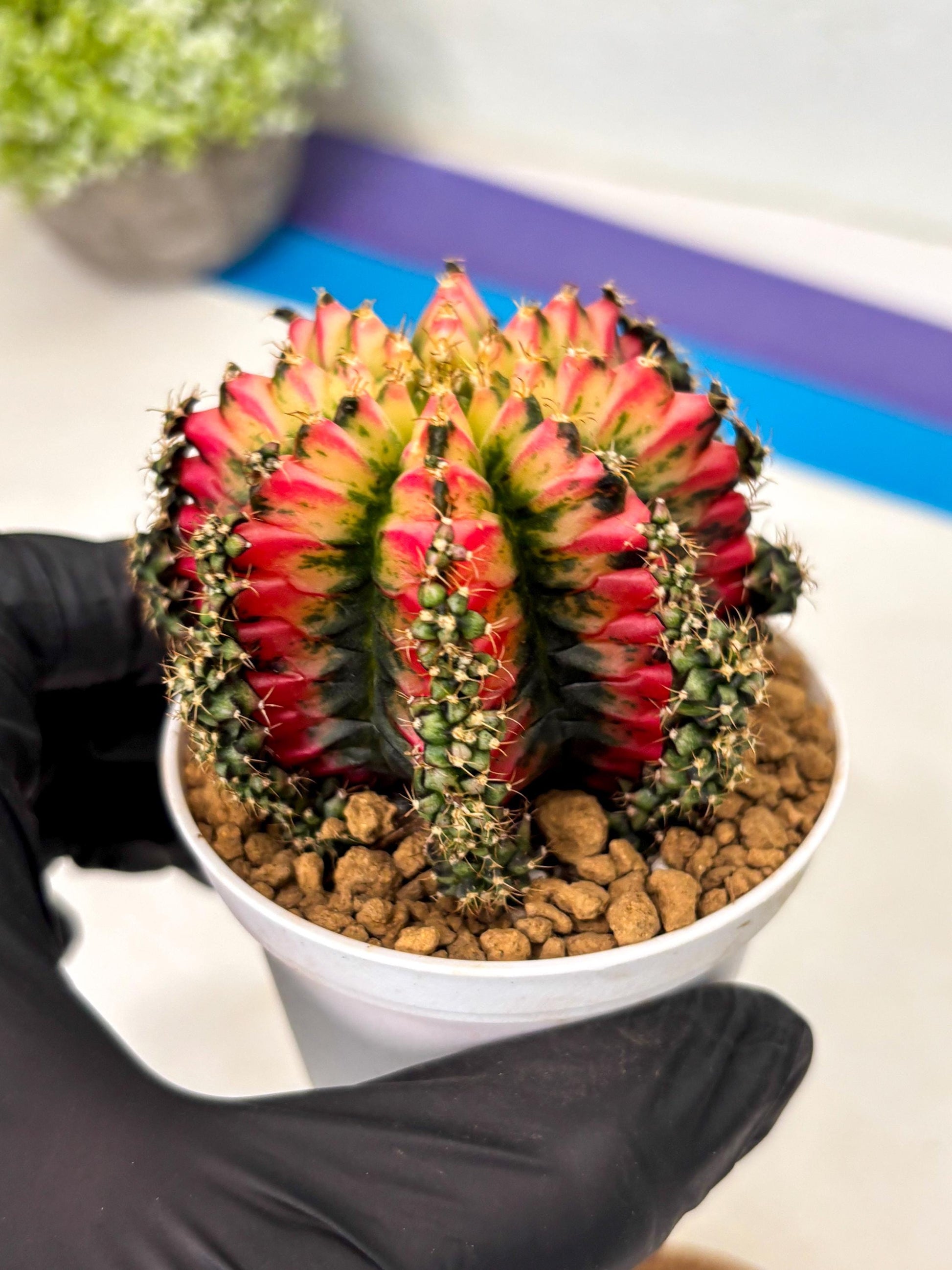 Gymnocalycium Multicolor (gy16) (r6) | Special Hybrid cactus