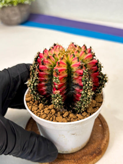 Gymnocalycium Multicolor (gy16) (r6) | Special Hybrid cactus