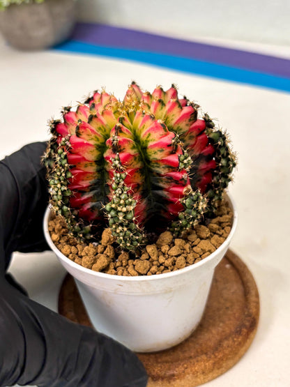 Gymnocalycium Multicolor (gy16) (r6) | Special Hybrid cactus