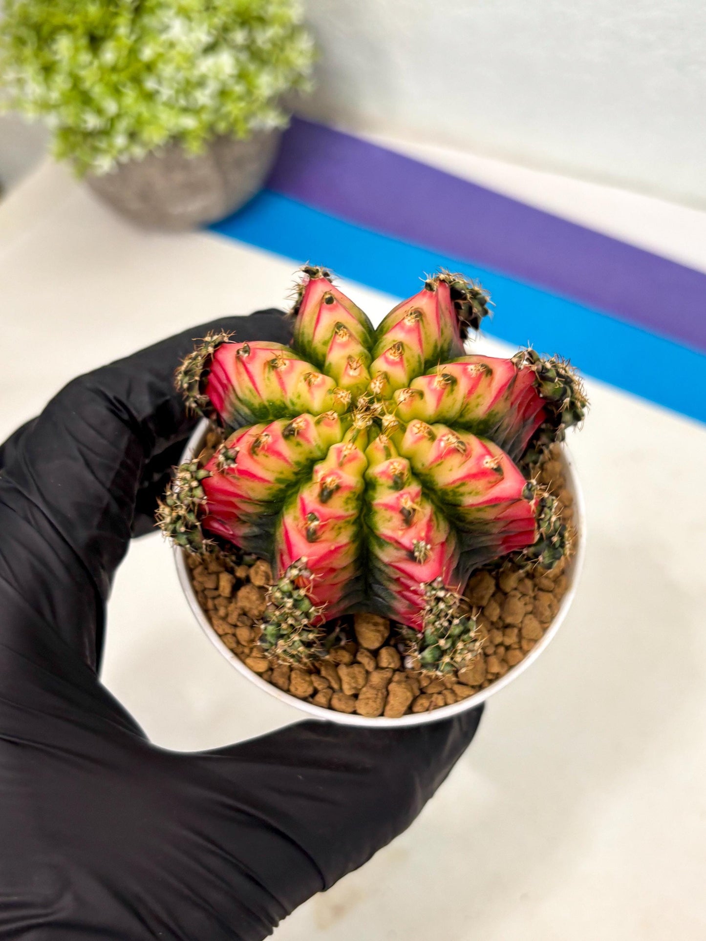 Gymnocalycium Multicolor (gy16) (r6) | Special Hybrid cactus