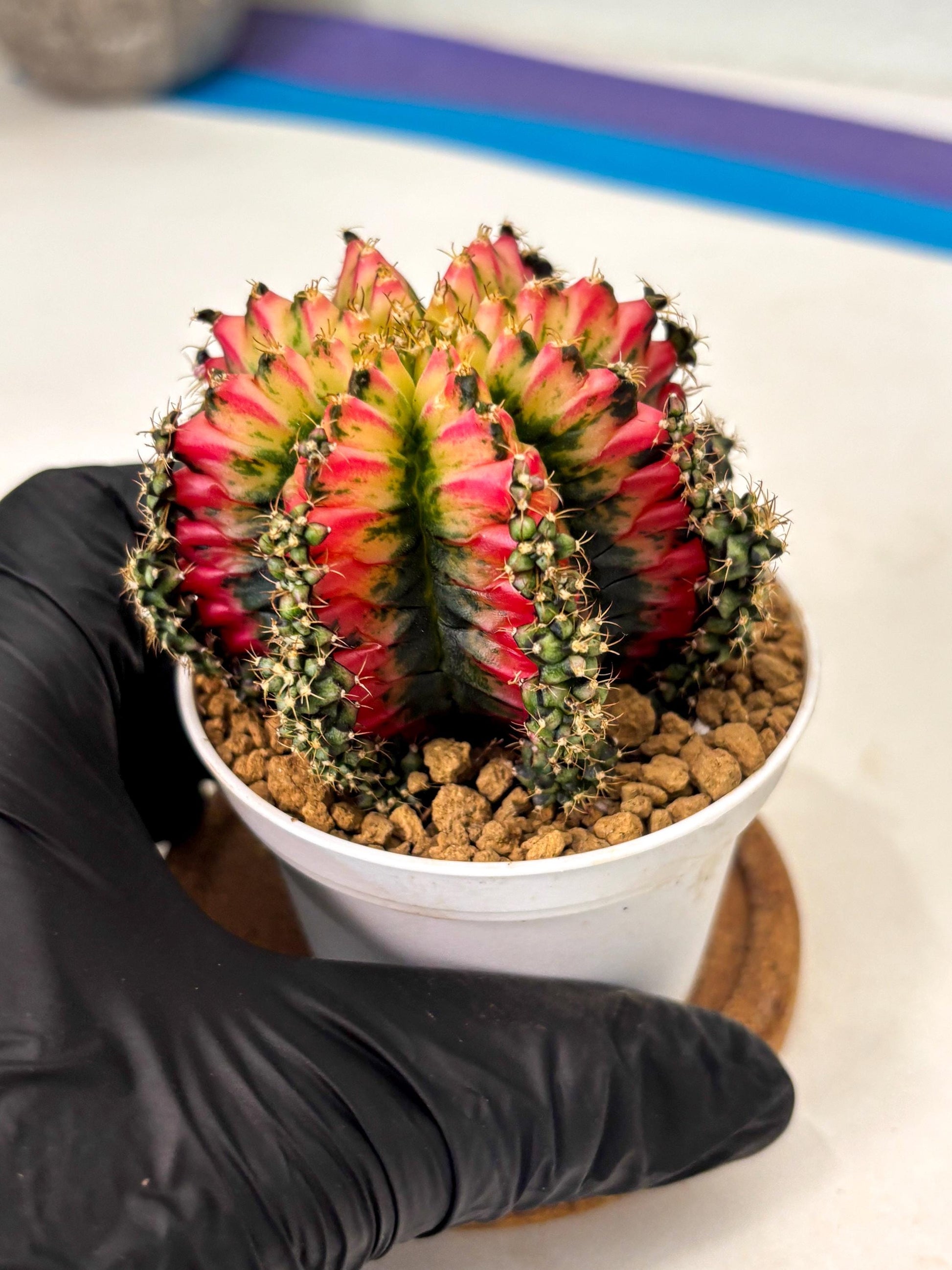 Gymnocalycium Multicolor (gy16) (r6) | Special Hybrid cactus