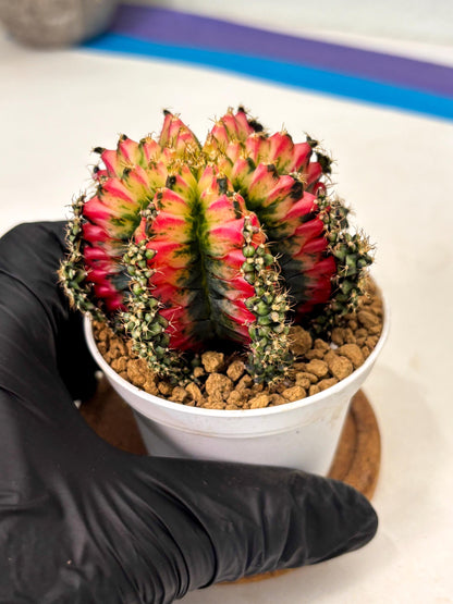 Gymnocalycium Multicolor (gy16) (r6) | Special Hybrid cactus