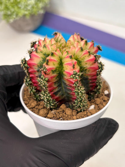 Gymnocalycium Multicolor (gy16) (r7) | Special Hybrid cactus