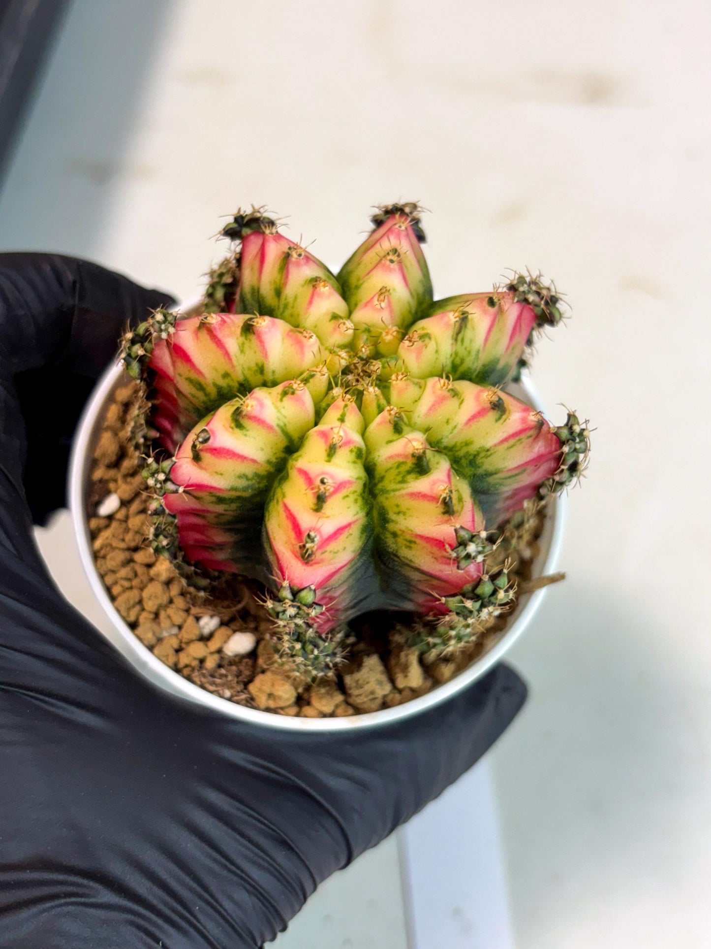 Gymnocalycium Multicolor (gy16) (r7) | Special Hybrid cactus