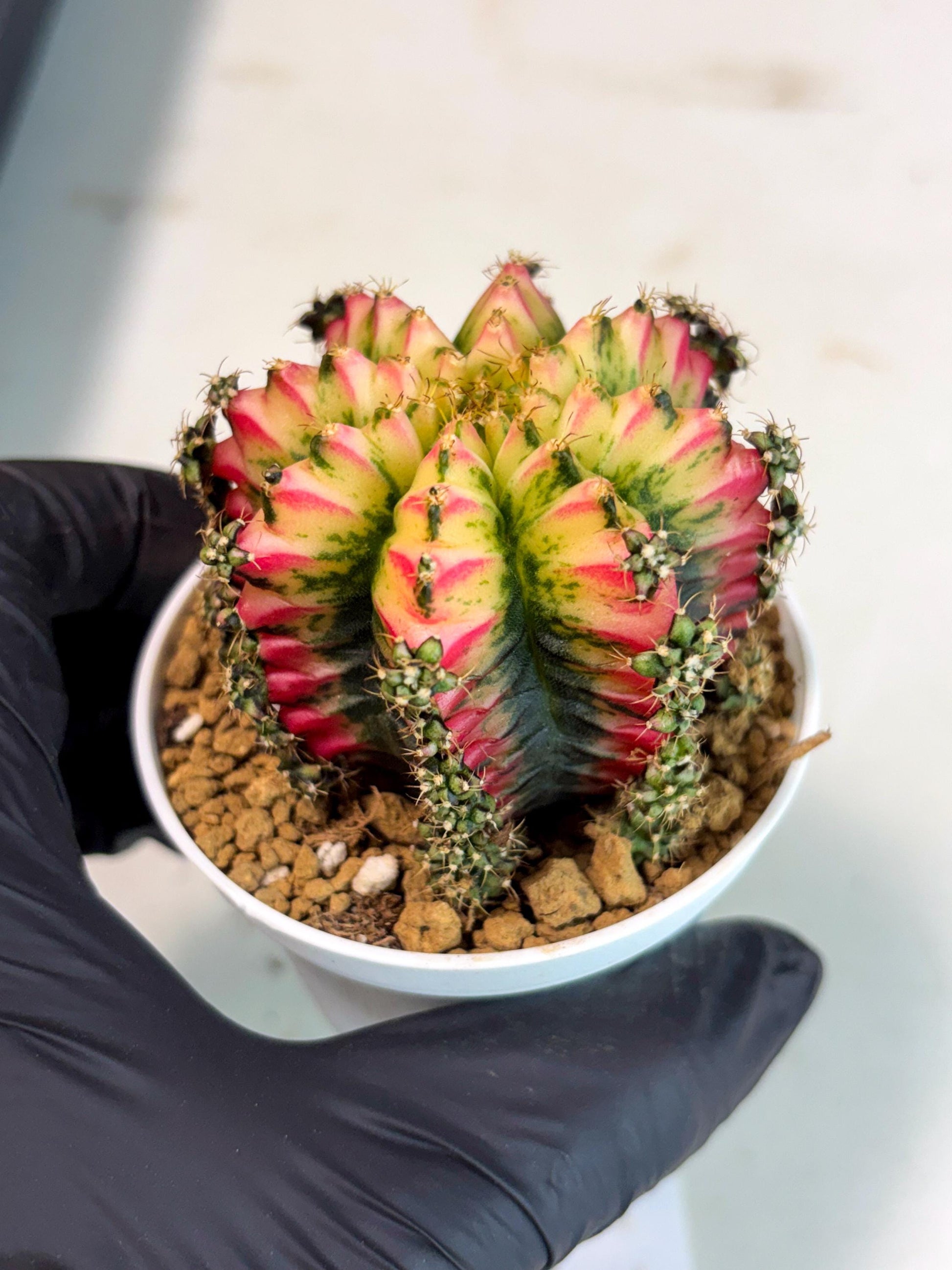 Gymnocalycium Multicolor (gy16) (r7) | Special Hybrid cactus