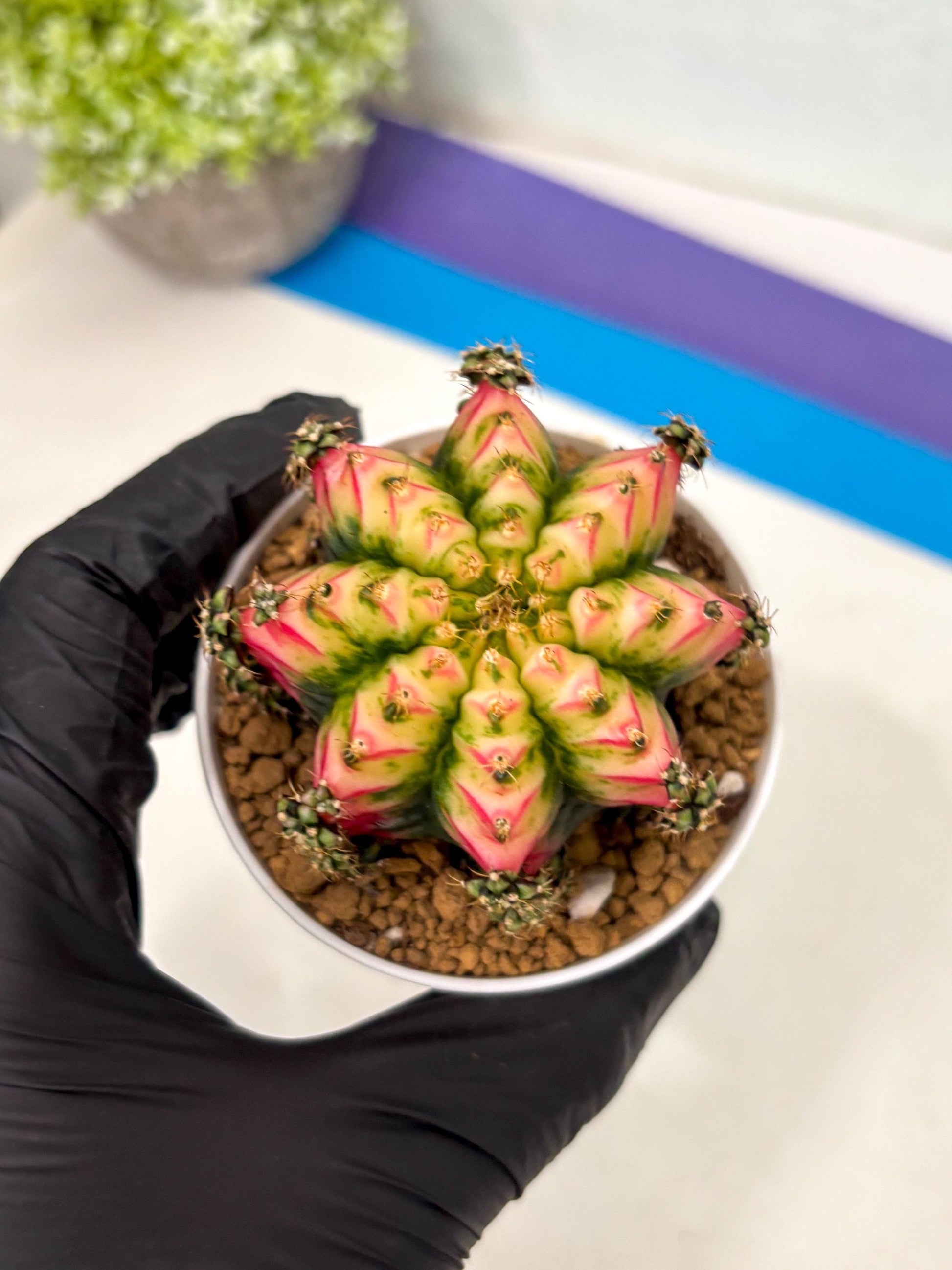 Gymnocalycium Multicolor (gy16) (r7) | Special Hybrid cactus