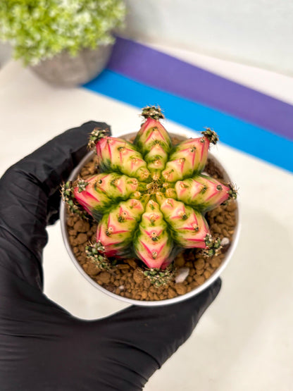 Gymnocalycium Multicolor (gy16) (r7) | Special Hybrid cactus