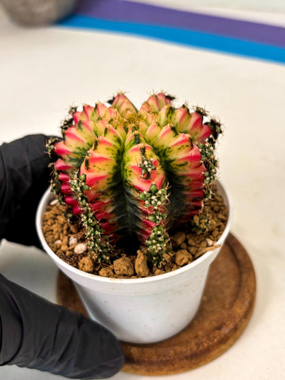 Gymnocalycium Multicolor (gy16) (r7) | Special Hybrid cactus