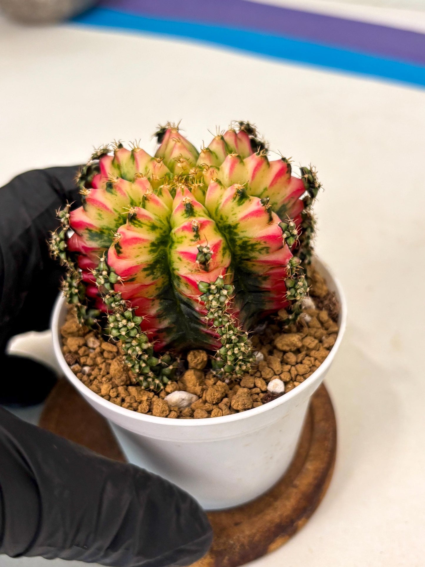 Gymnocalycium Multicolor (gy16) (r7) | Special Hybrid cactus