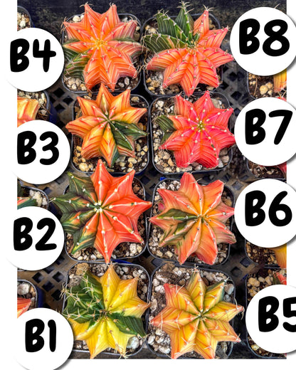 Gymnocalycium Var (AY) (b) | Choose your own plant! 2 Inch Pot