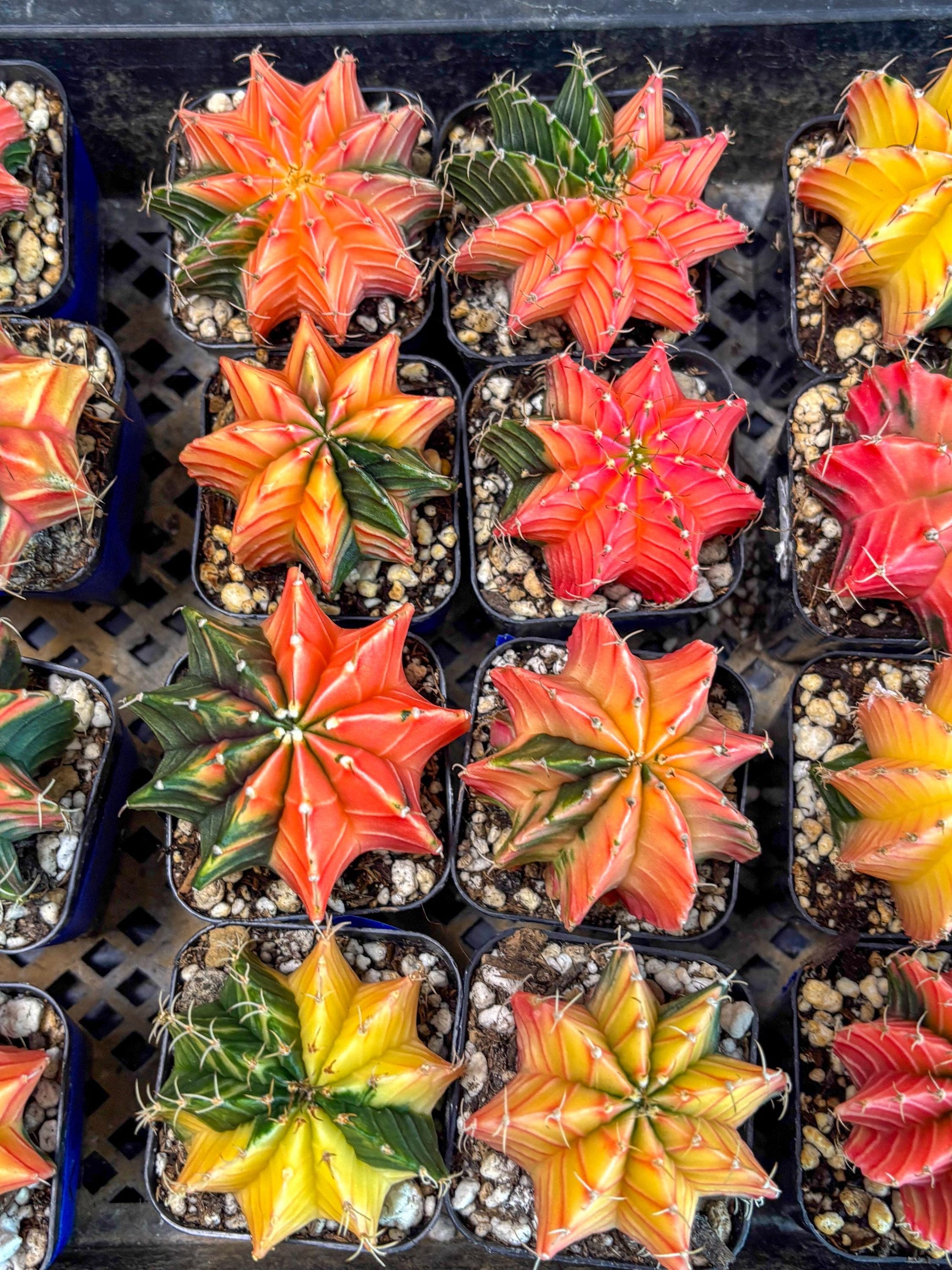 Gymnocalycium Var (AY) (b) | Choose your own plant! 2 Inch Pot