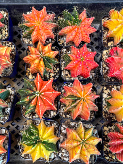 Gymnocalycium Var (AY) (b) | Choose your own plant! 2 Inch Pot