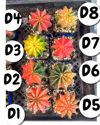 Gymnocalycium Var (AY) (D) | Choose your own plant! 2 Inch Pot