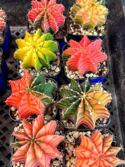 Gymnocalycium Var (AY) (D) | Choose your own plant! 2 Inch Pot