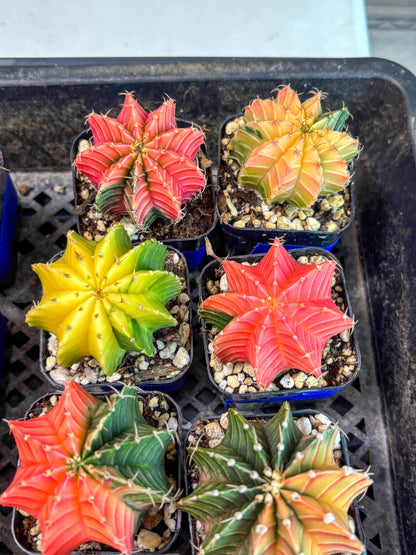 Gymnocalycium Var (AY) (D) | Choose your own plant! 2 Inch Pot