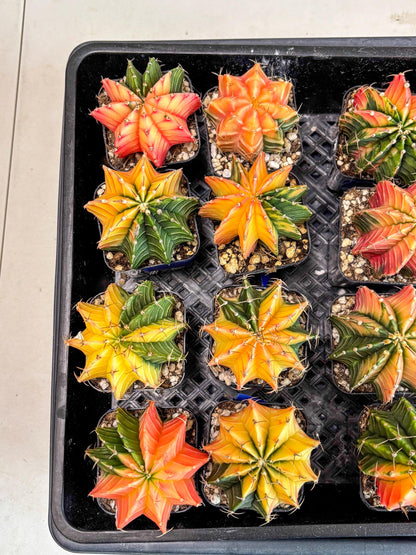 Gymnocalycium Var (Ap) (a) | Choose your own plant! 2 Inch Pot