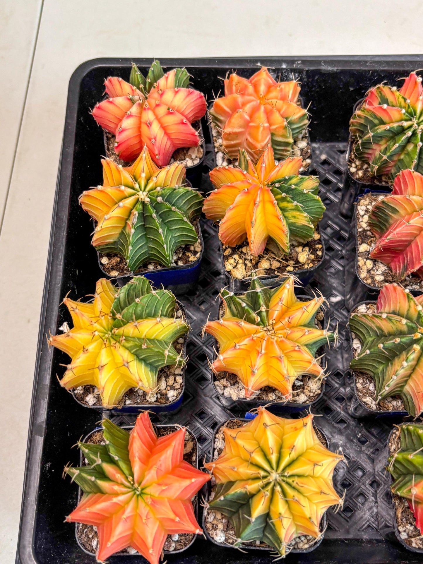 Gymnocalycium Var (Ap) (a) | Choose your own plant! 2 Inch Pot