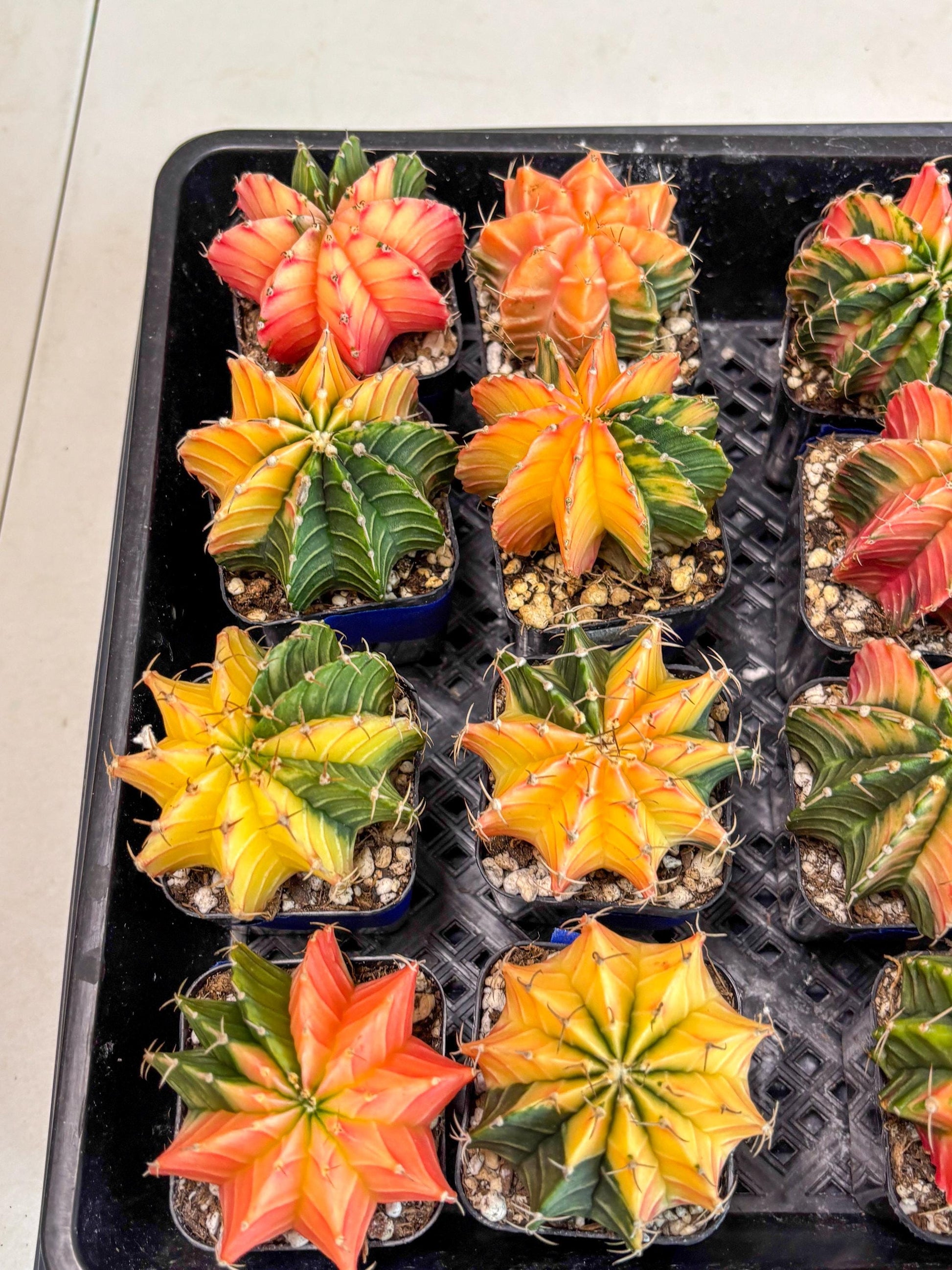 Gymnocalycium Var (Ap) (a) | Choose your own plant! 2 Inch Pot