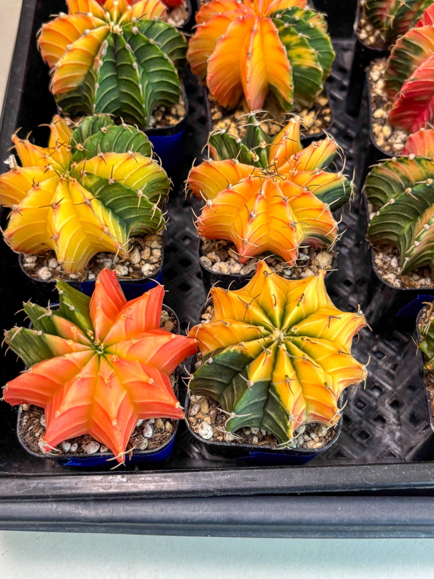 Gymnocalycium Var (Ap) (a) | Choose your own plant! 2 Inch Pot