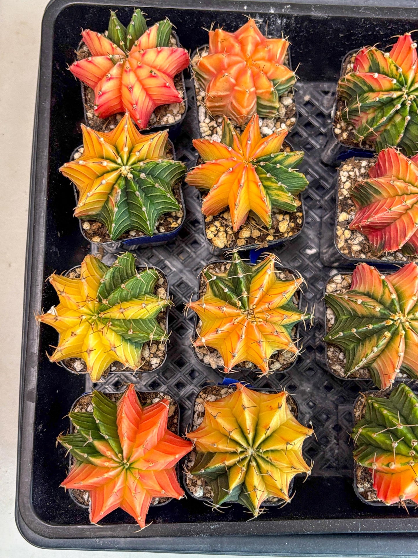 Gymnocalycium Var (Ap) (a) | Choose your own plant! 2 Inch Pot