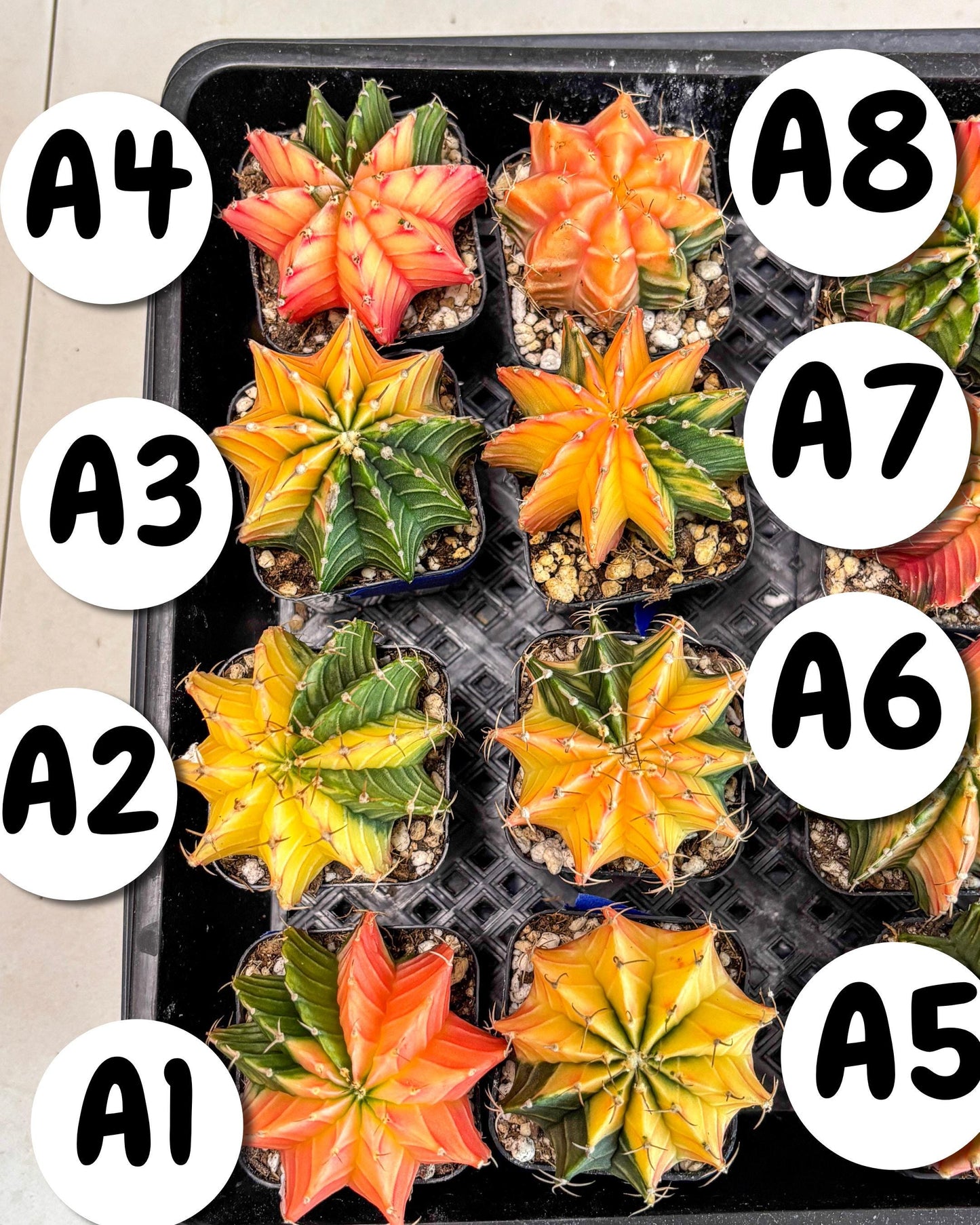 Gymnocalycium Var (Ap) (a) | Choose your own plant! 2 Inch Pot