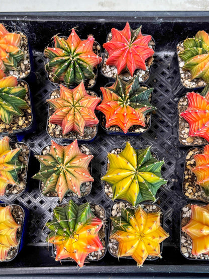 Gymnocalycium Var (Ap) (B) | Choose your own plant! 2 Inch Pot