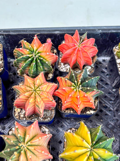 Gymnocalycium Var (Ap) (B) | Choose your own plant! 2 Inch Pot