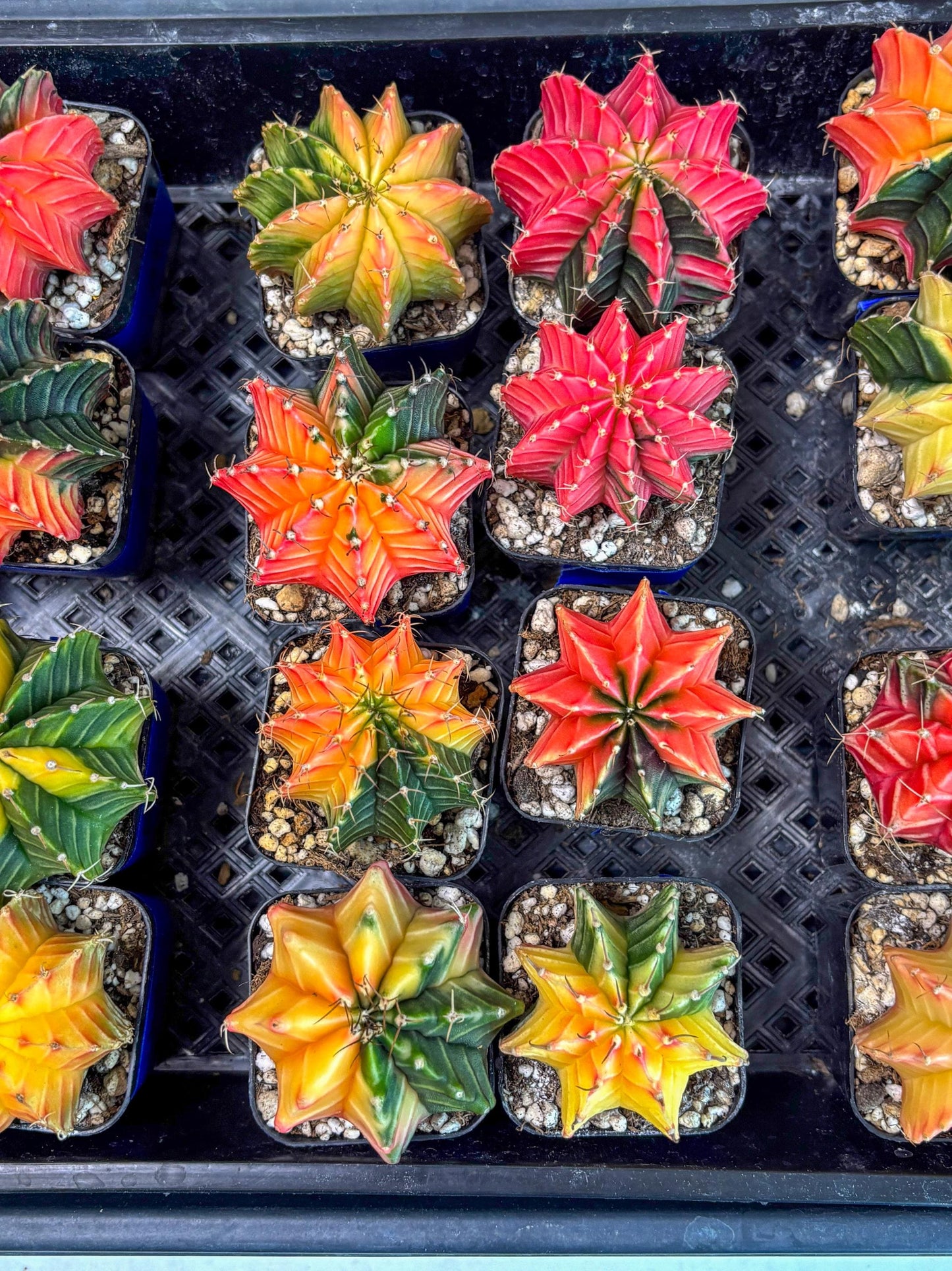 Gymnocalycium Var (Ap) (c) | Choose your own plant! 2 Inch Pot