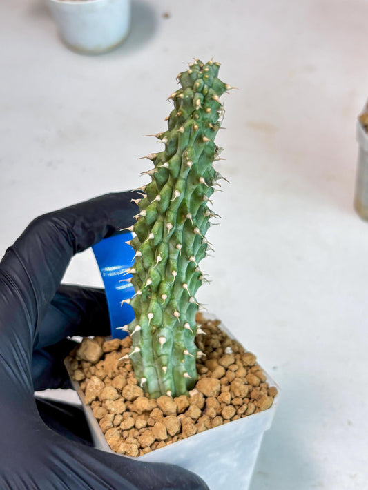 Kalahari Cactus (Blue) | Imported Plant