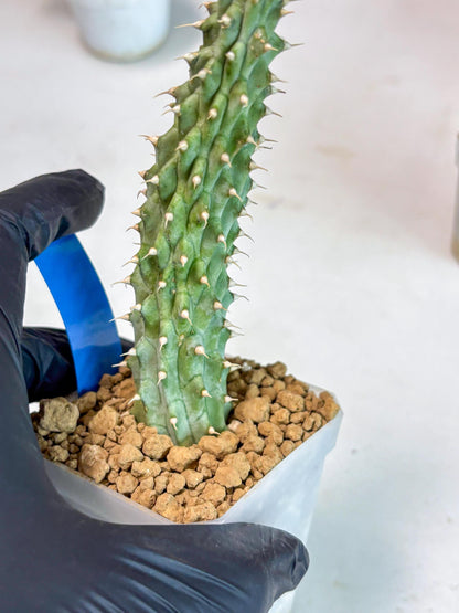 Kalahari Cactus (Blue) | Imported Plant