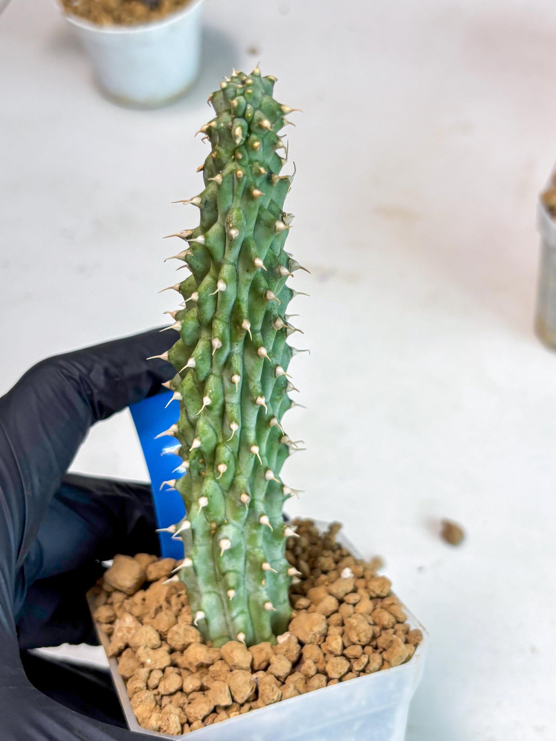 Kalahari Cactus (Blue) | Imported Plant