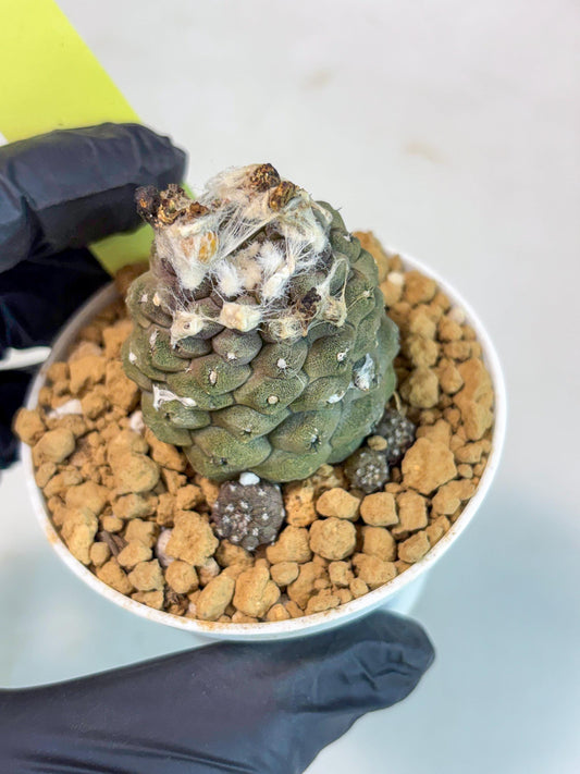 Copiapoa hypogaea (Yellow) | Fully Rooted | Rare imported Cactus