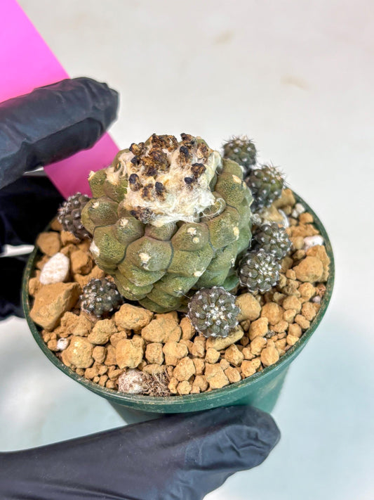 Copiapoa hypogaea (P) | Fully Rooted | Rare imported Cactus