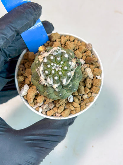 Copiapoa hypogaea (B) | Fully Rooted | Rare imported Cactus