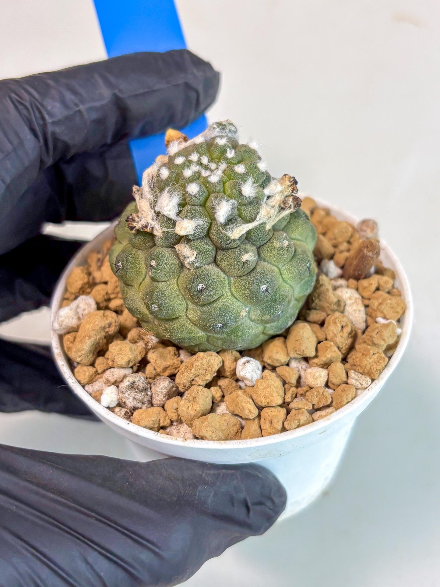 Copiapoa hypogaea (B) | Fully Rooted | Rare imported Cactus