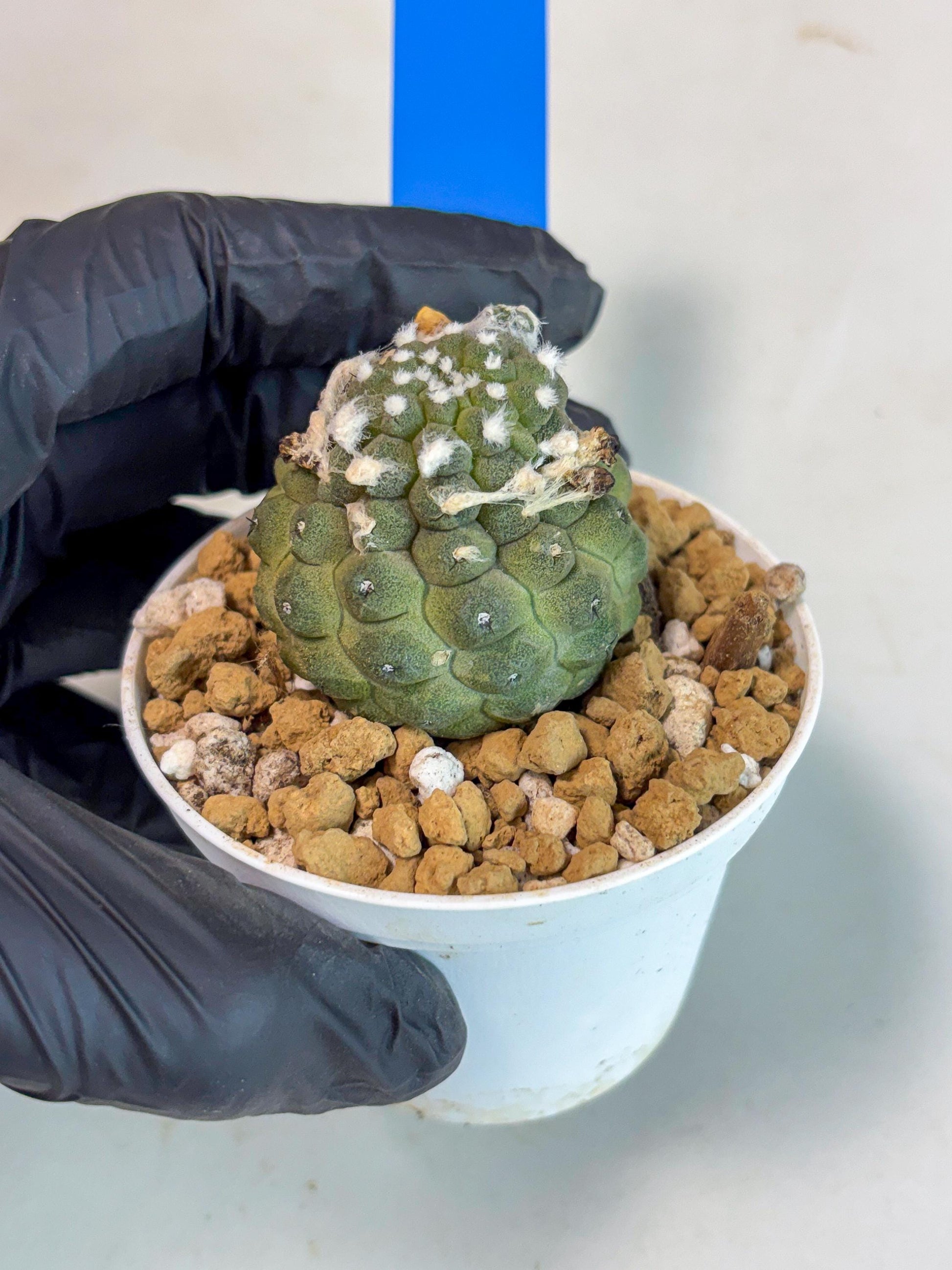 Copiapoa hypogaea (B) | Fully Rooted | Rare imported Cactus