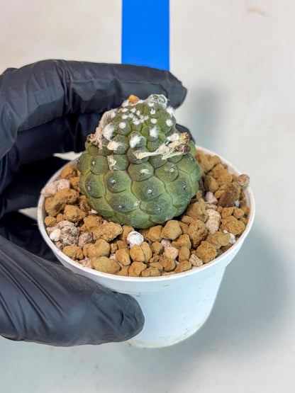 Copiapoa hypogaea (B) | Fully Rooted | Rare imported Cactus