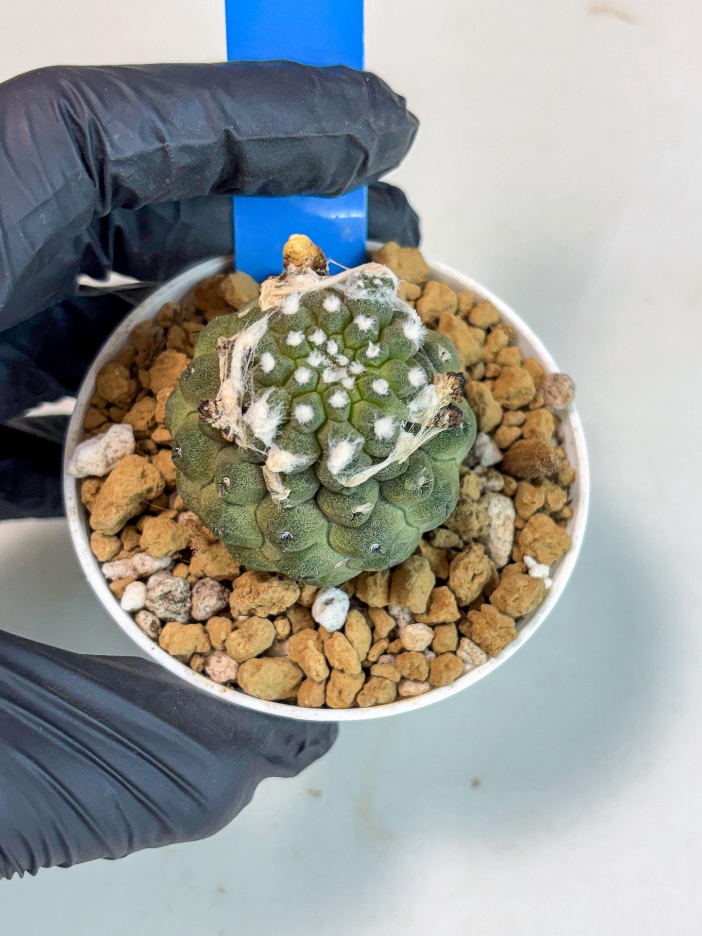 Copiapoa hypogaea (B) | Fully Rooted | Rare imported Cactus