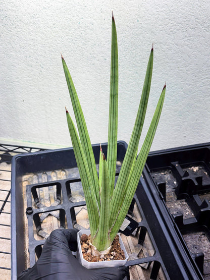 Sansevieria Alawo Eve (ob) (3) | New Imported Hybrids