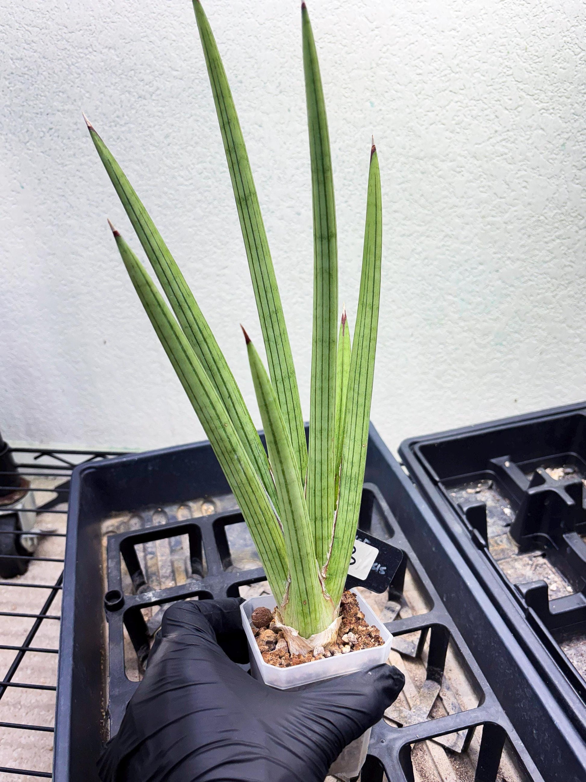 Sansevieria Alawo Eve (ob) (3) | New Imported Hybrids